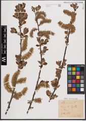 Foto von Salix cinerea L.